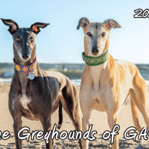 2026 GAO Calendar – Shipped